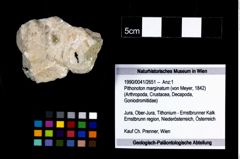 Foto (Objekt + Etikett) von Pithonoton marginatum (von Meyer, 1842)  (NHMW-GEO-1990-0041-2651)